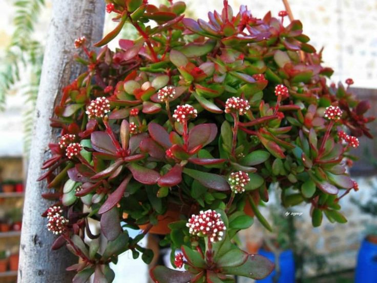 Crassula Atropurpurea (Purple Crassula)