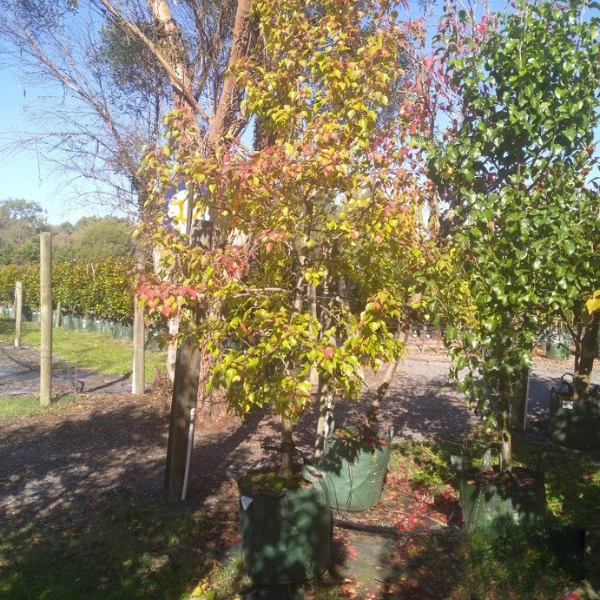 Pyrus Manchurian (Manchurian Pear Tree)