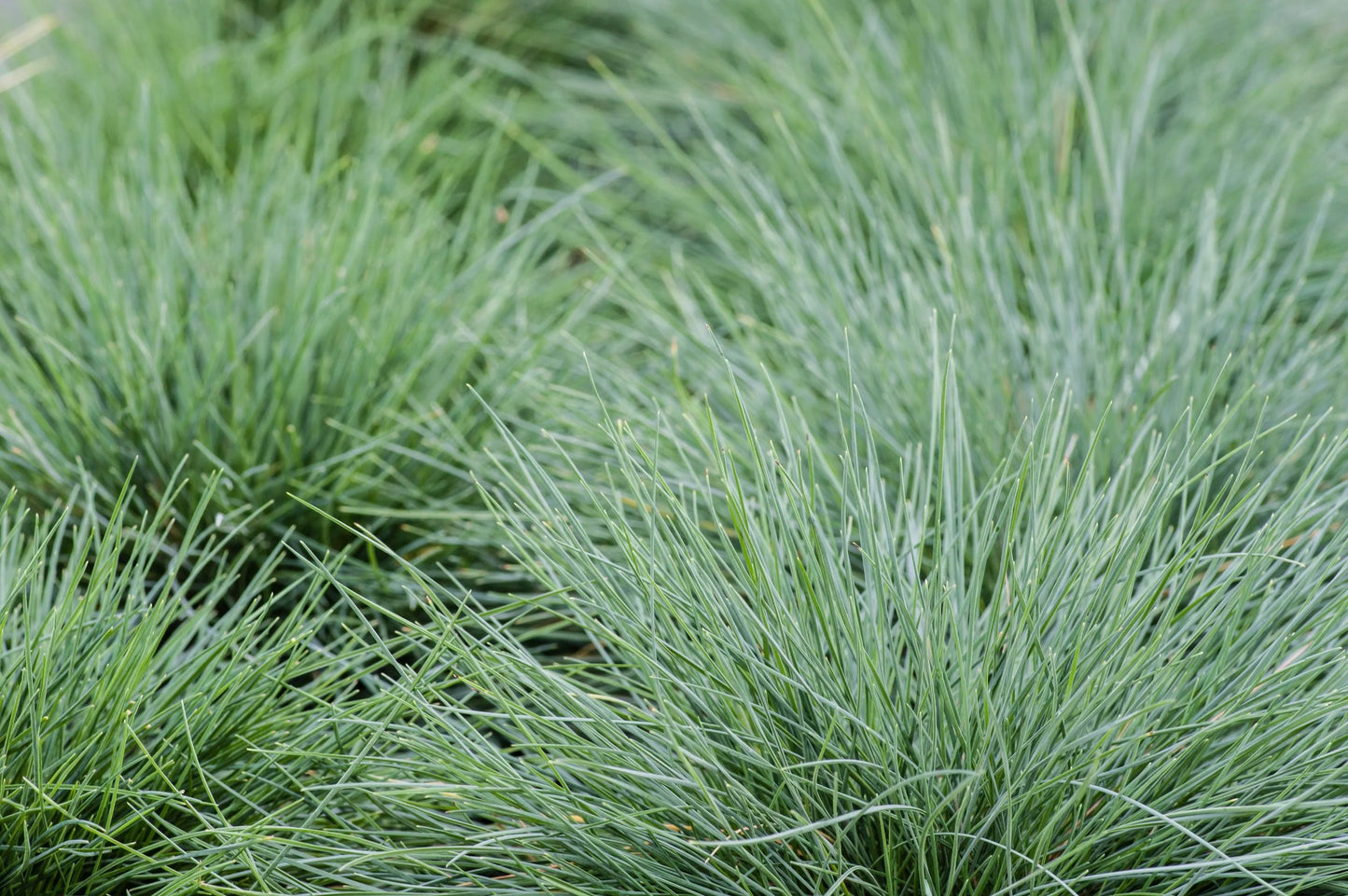 Festuca Glauca (Blue Fescue)