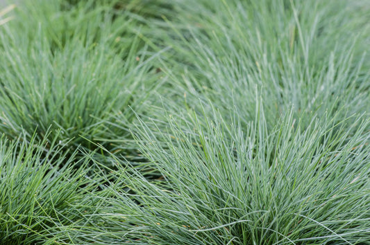 Festuca Glauca (Blue Fescue)