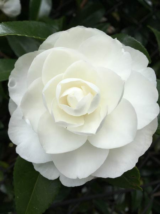 Camellia Sasanqua 'Early Pearly'