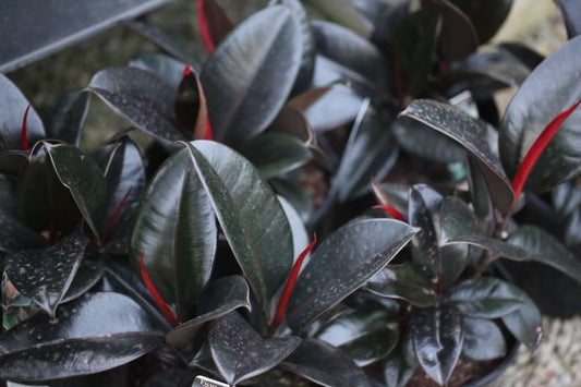 Ficus Flastica Burgundy (Indian Rubber Tree)