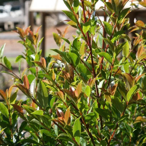 Syzygium Australe (Lilly Pilly 'Firescreen')