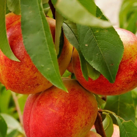 Prunus Persica (Nectarine Flavour Top)