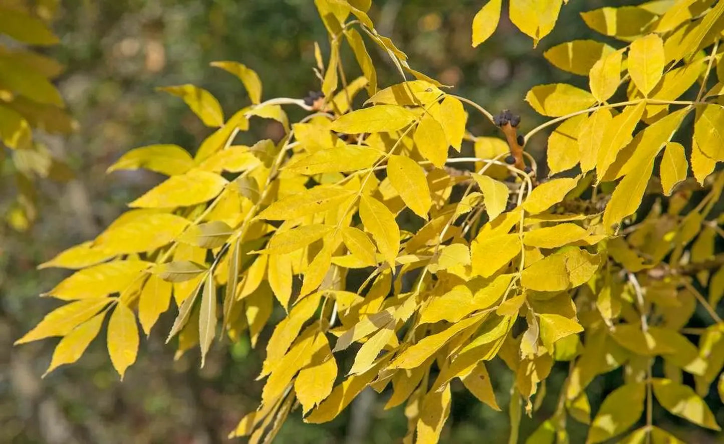 Fraxinus Excelsior ‘Aurea’ (Golden Ash)