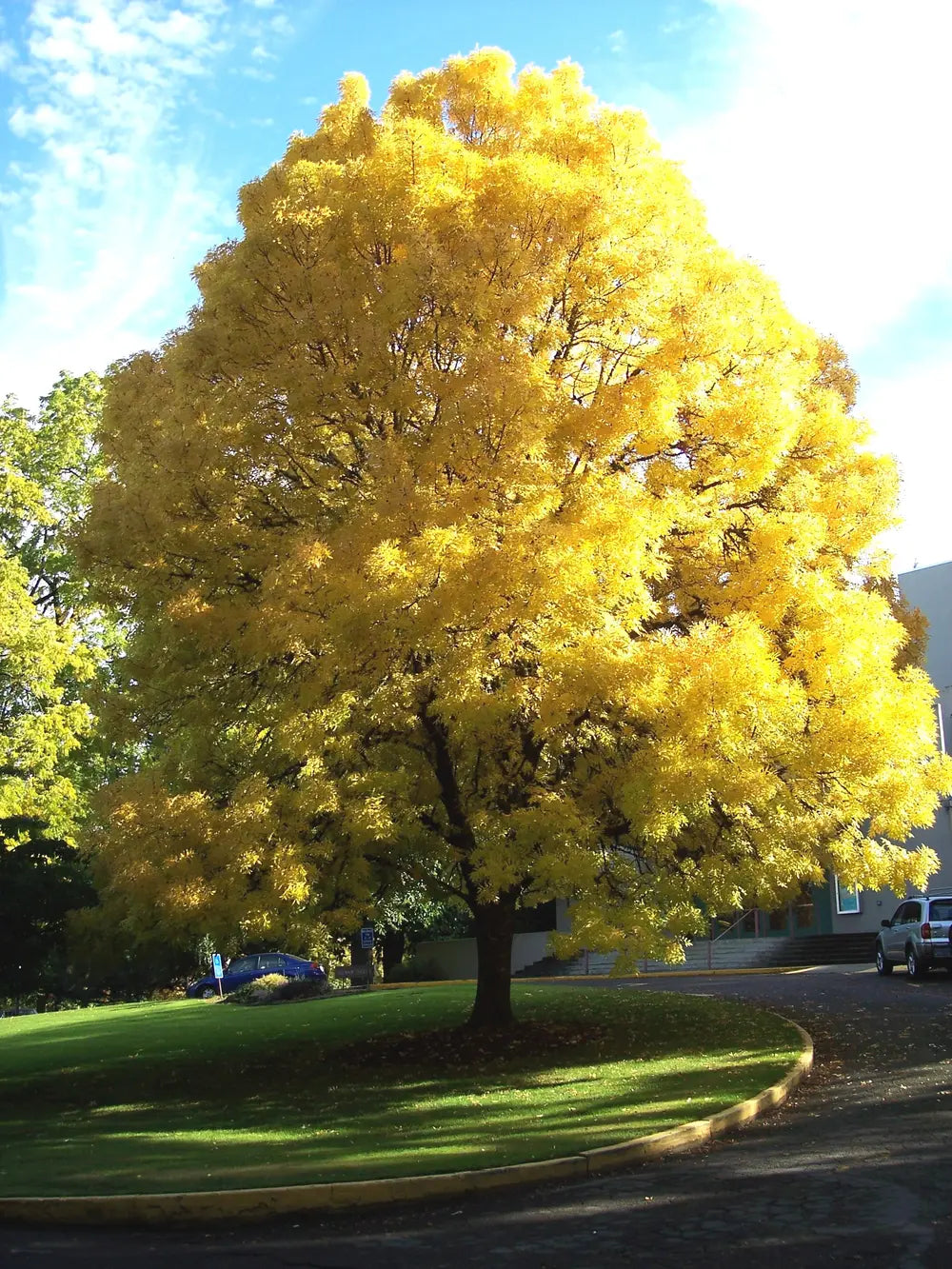 Fraxinus Excelsior ‘Aurea’ (Golden Ash)