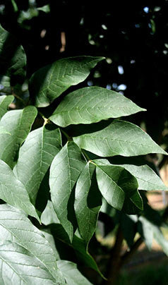 Fraxinus Pennsylvanica 'Urbanite' (Urbanite Ash)