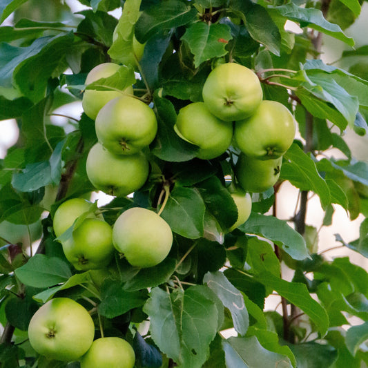 Malus Domestica (Granny Smith Apple)