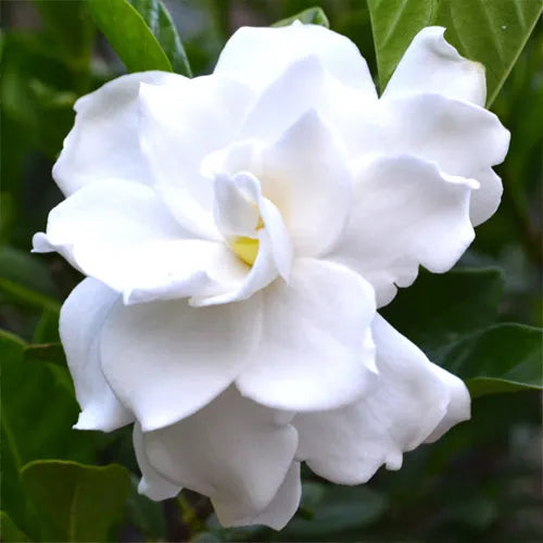 Close-up of Gardenia Florida (Florida Gardenia) flower in full bloom with blurred green foliage in the background.