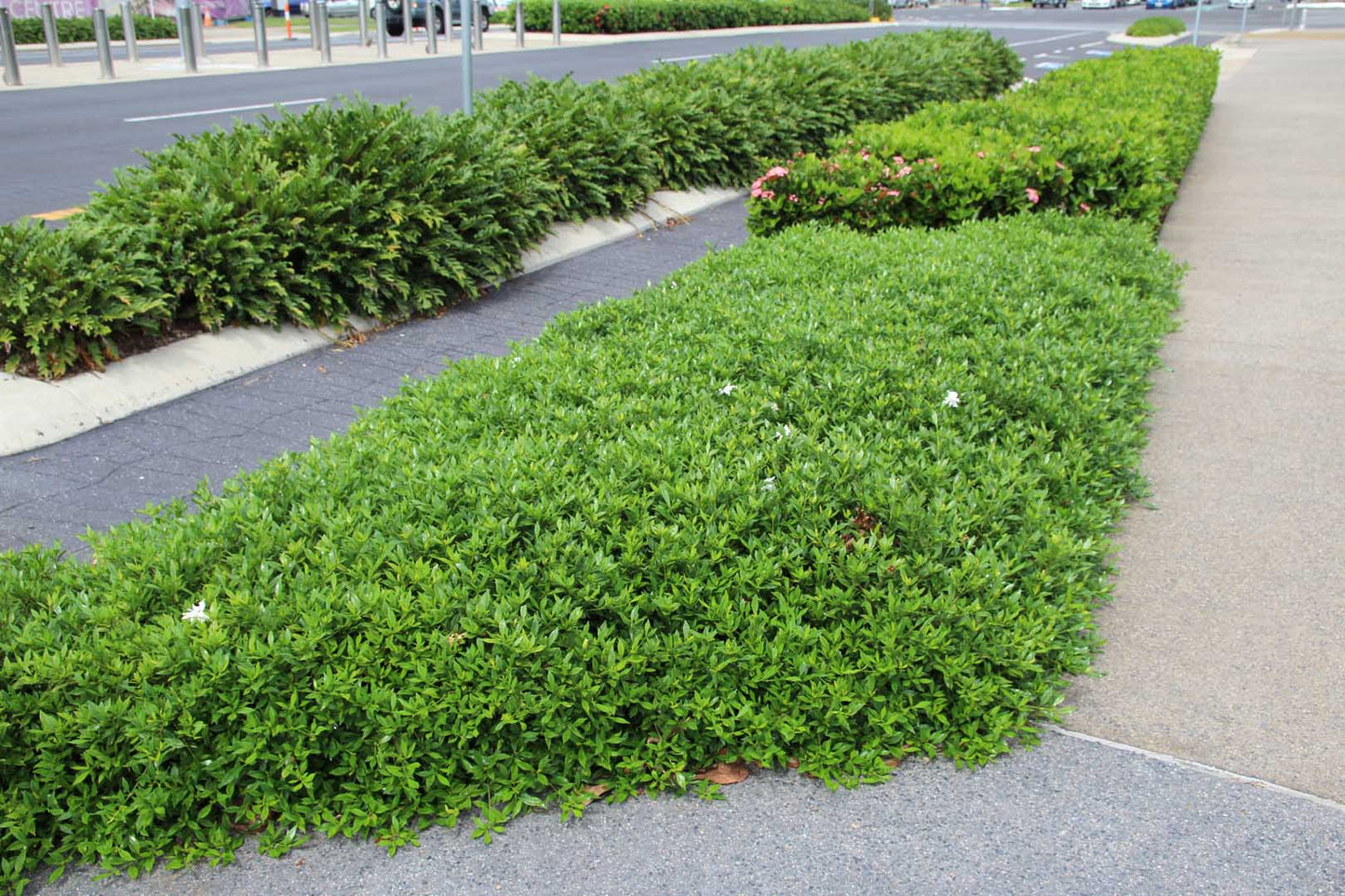 Gardenia Jasminoides ‘Radicans’ (Dwarf Gardenia)