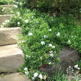 Gardenia Jasminoides ‘Radicans’ (Dwarf Gardenia)