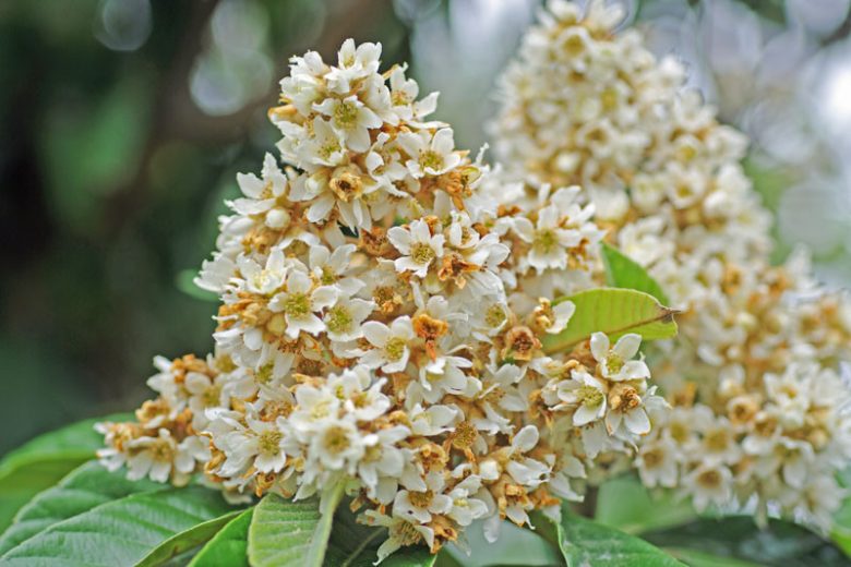 Eriobotrya Japonica (Loquat Seedling)