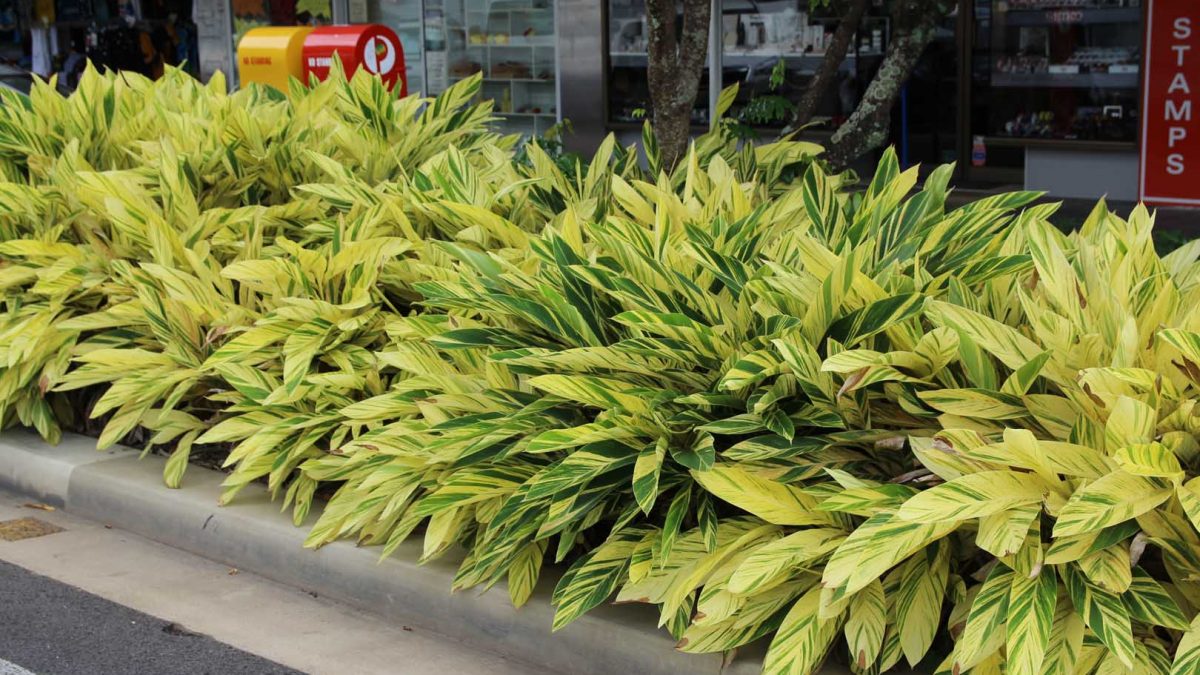 Alpinia Zerumbet (Shell Ginger)