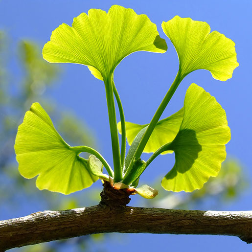 Close-up of Ginkgo Biloba (Maidenhair Tree) branch with tiny, fan-shaped green leaves sprouting, showcasing intricate leaf detail.