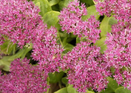 Sedum Neon (Neon Stonecrop)