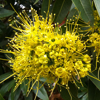 Xanthostemon chrysanthus (Golden Penda)