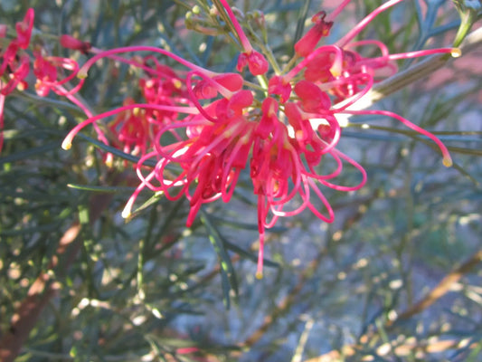 Grevillea 'Winparra Gem'