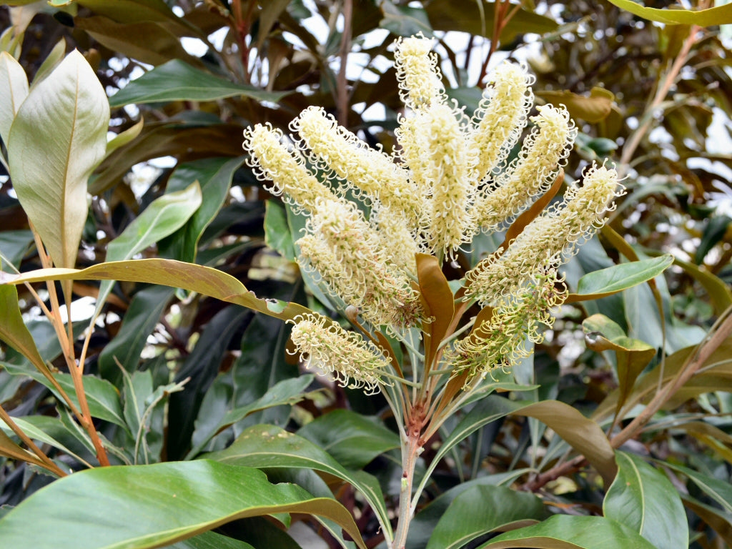 Grevillea Baileyana (White Oak)