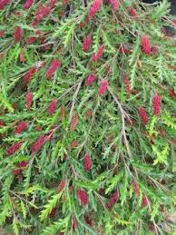 Grevillea 'Fanfare'