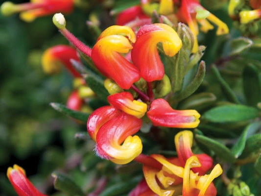 Grevillea 'Fire Cracker'