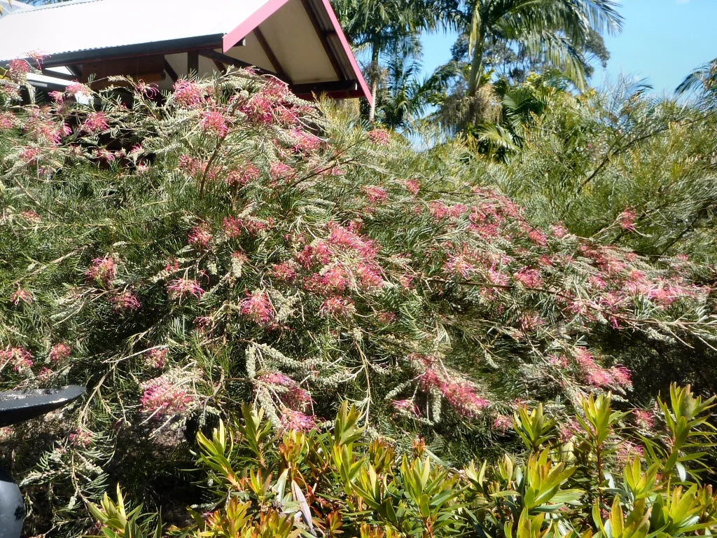 Grevillea 'Lana Maree'