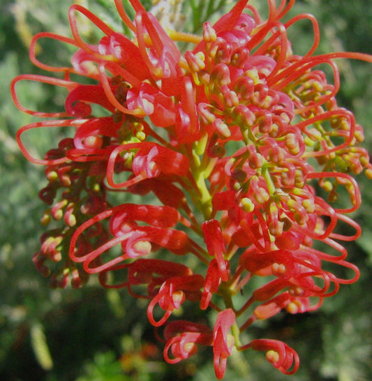 Grevillea 'Red Wings'