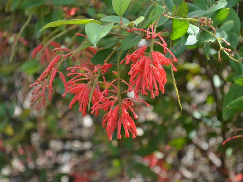 Grevillea Deua Flame (Rhyolitica)