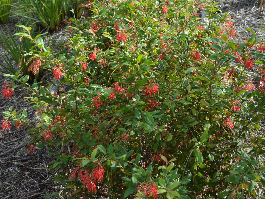 Grevillea Deua Flame (Rhyolitica)