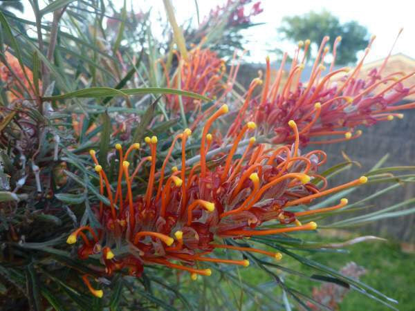 Grevillea 'Blood Orange'