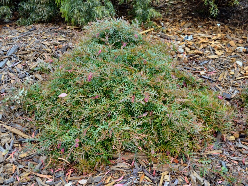 Grevillea 'Bronze Rambler'