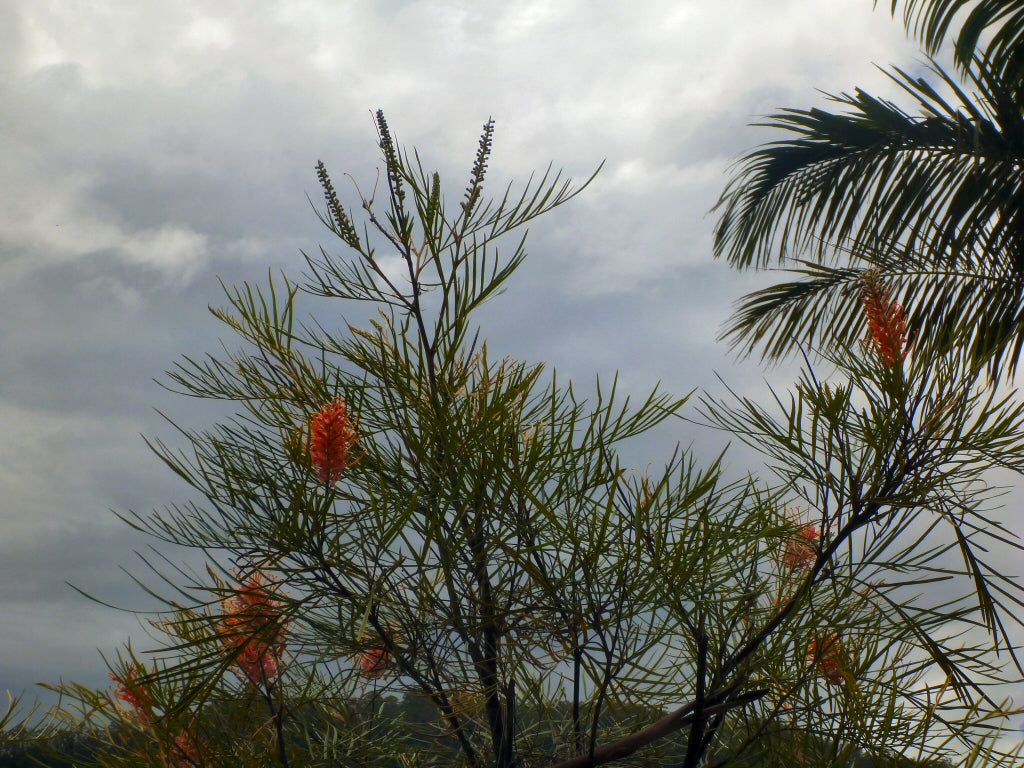 Grevillea 'Honey Barbara'