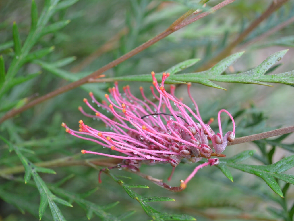 Grevillea 'Ivanhoe'