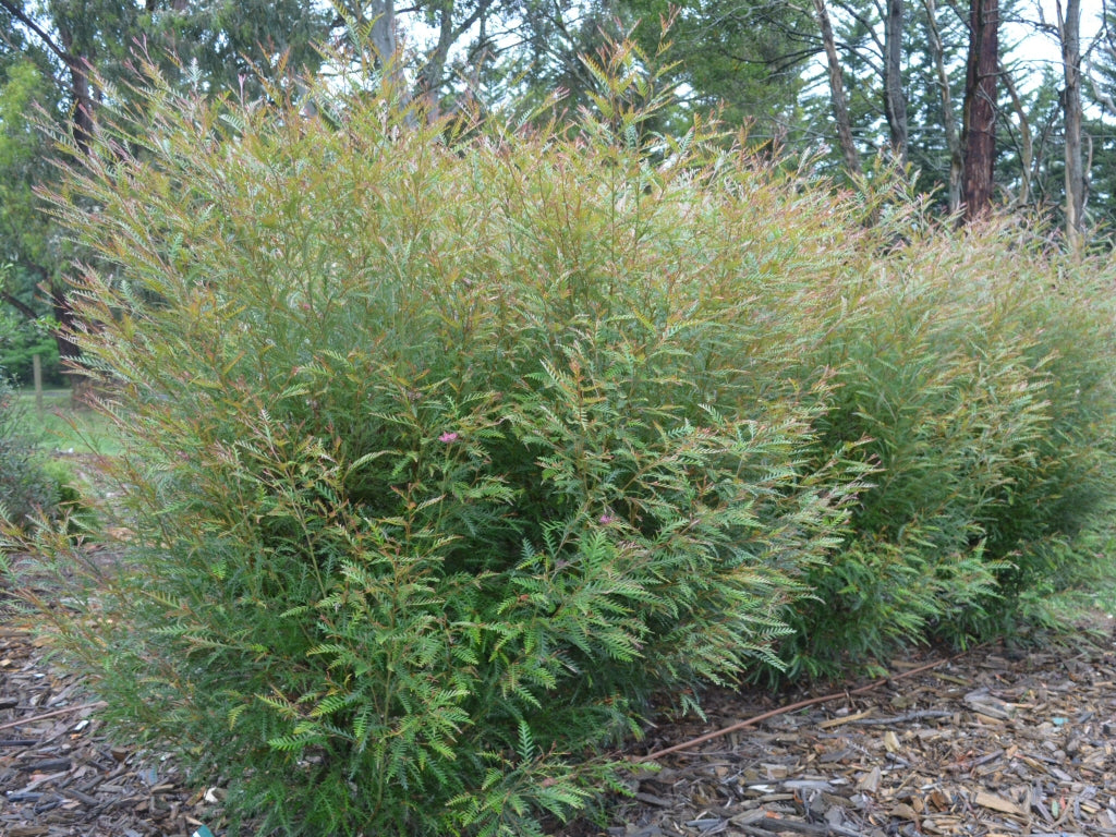 Grevillea 'Ivanhoe'