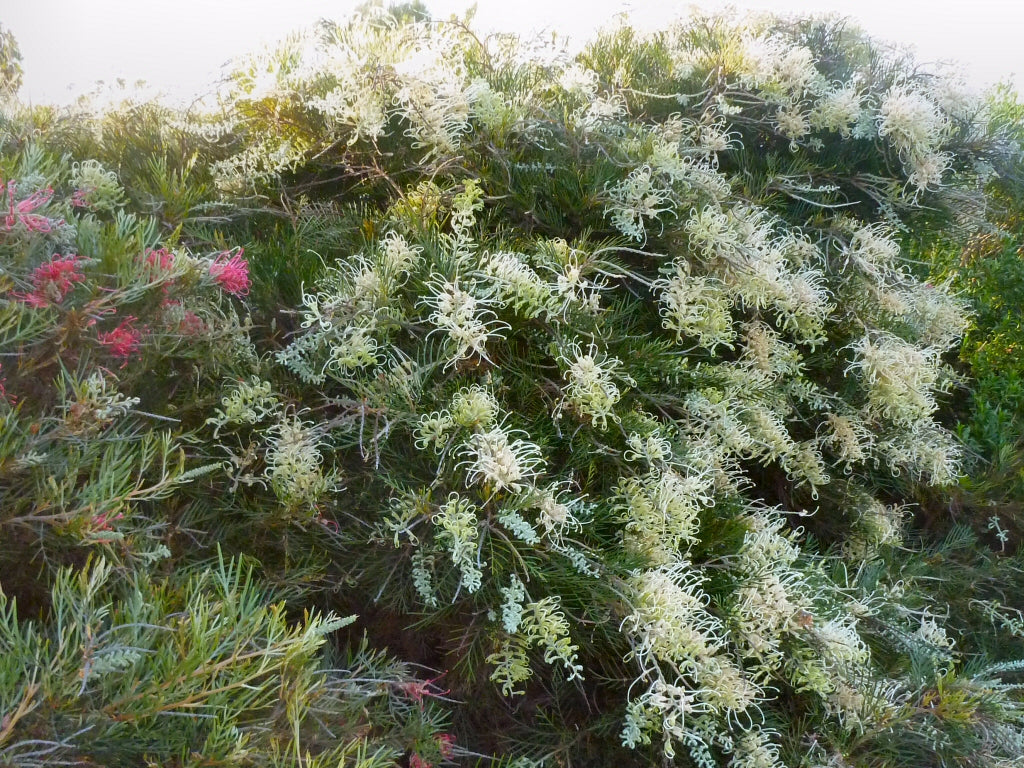 Grevillea 'Ivory Whip'