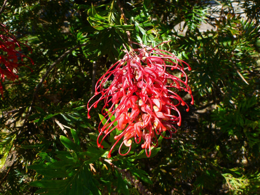 Grevillea 'Robyn Gordon'