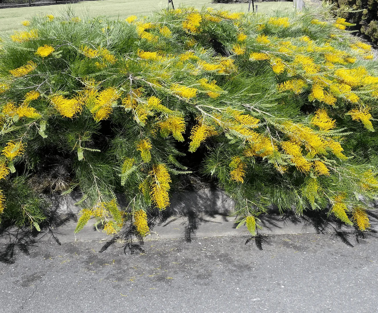 Grevillea 'Golden Lyre'