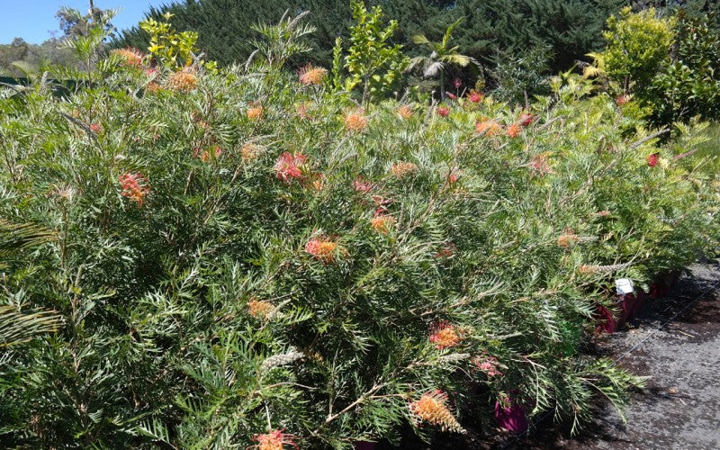 Grevillea 'Loopy Lou"