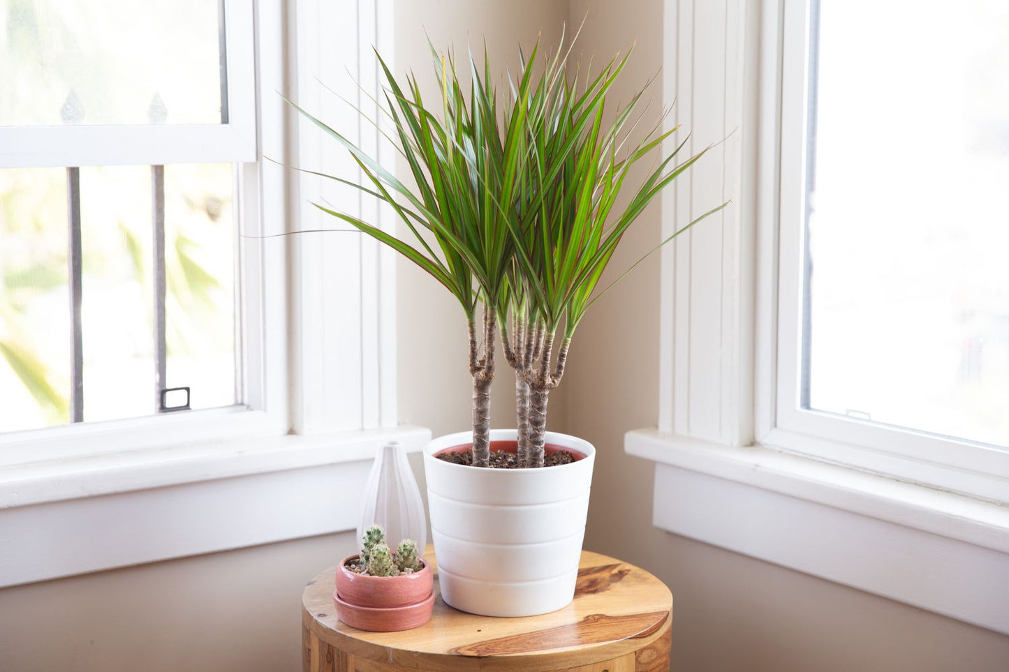 Dracaena Marginata (Dragon Tree)