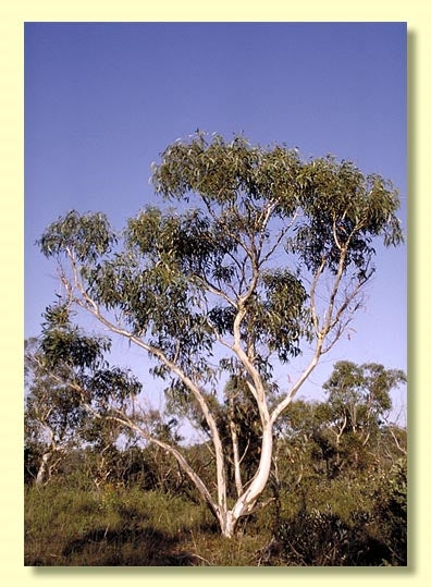 Eucalyptus Haemastoma (Scribbly Gum)