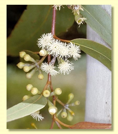 Eucalyptus Haemastoma (Scribbly Gum)