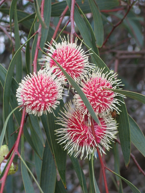 Hakea Laurina (Pincushion Hakea)