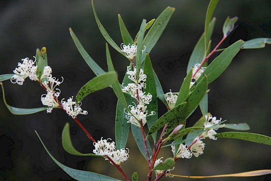 Hakea Saligna (Willow-leaved Hakea)