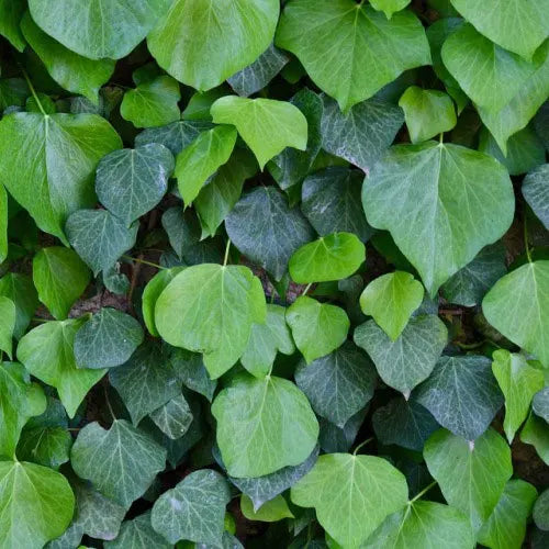 Lush foliage on a bushy Hedera Canariensis (Canary Ivy) plant.
