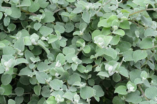 Helichrysum Petiolare (Licorice Plant)