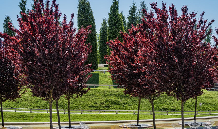 Prunus Cerasifera Nigra (Purple Leaf Flowering Plum)