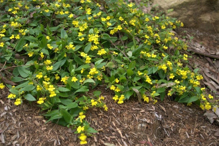 Goodenia Ovata (Prostrate Hop Goodenia)