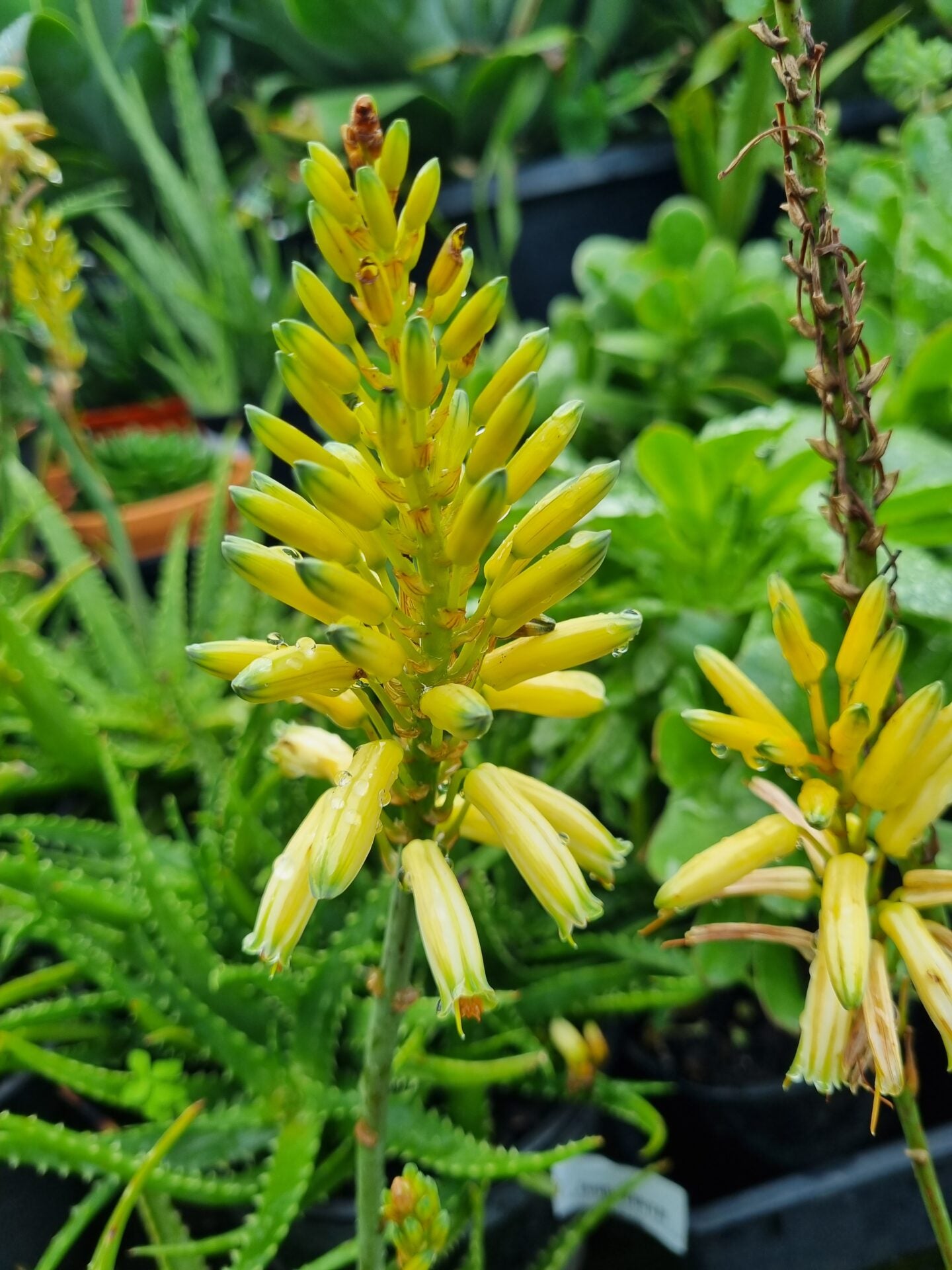 Aloe Hybrid (Bush Baby Yellow™)