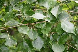 Populus Simonii (Simon's Poplar)