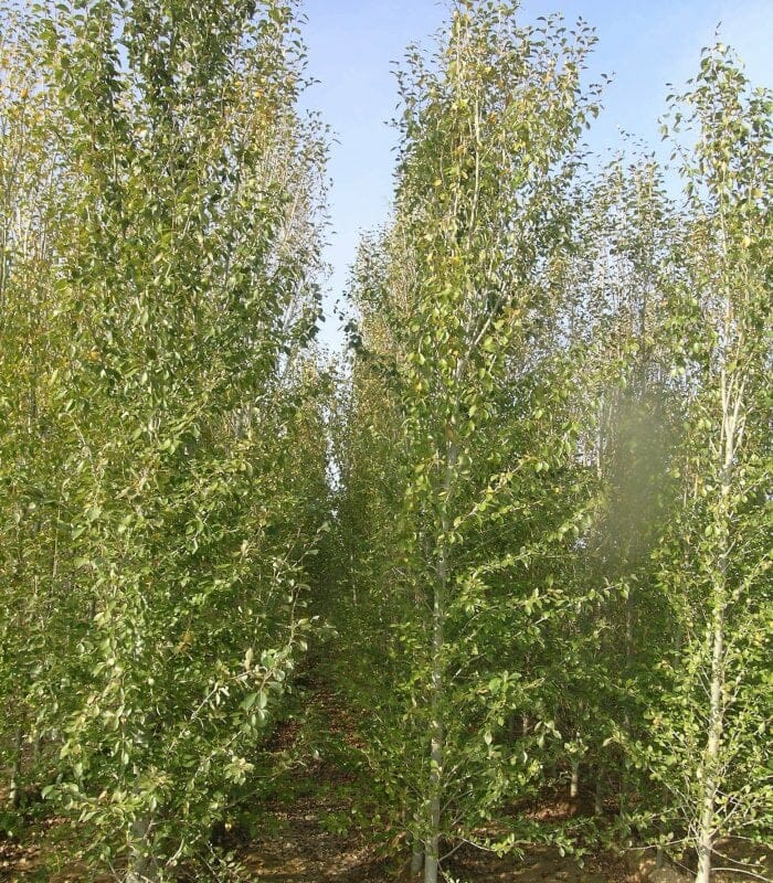 Populus Simonii (Simon's Poplar)