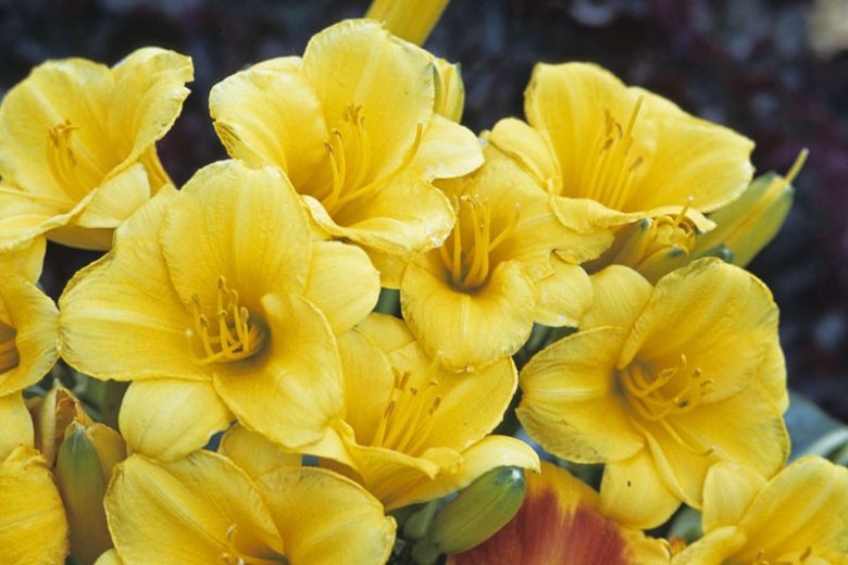 Hemerocallis Daylily Stella d’Oro (Stella d’Oro Daylily)